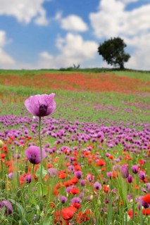 Field with poppies, red poppy (Papaver somniferum) and pink poppy, Bavaria, Germany