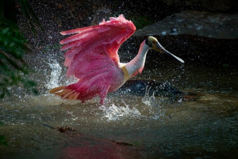 Roseate spoonbill with outspread wings in the water, splashing and full of energy, roseate