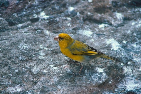Nihoa Finch, Telespiza ultima, Hawaii, Nihoa, Hawaiian Honeycreeper, Endangered species