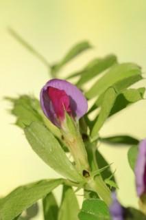 Narrow-leaved vetch (Vicia angustifolia), flower, Provence, southern France