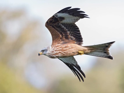 Red Kite (Milvus milvus) flying, Wales, United Kingdom