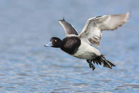 Lesser Scaup (Aythya affinis) male flying, British Columbia, Canada
