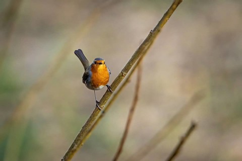A robin sits on a thin branch, surrounded by a blurred natural background, The robin (Erithacus