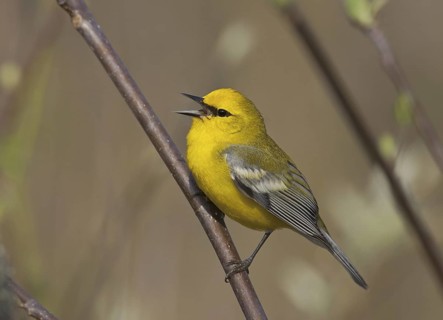 Blue-winged Warbler (Vermivora cyanoptera) singing, Ohio, USA