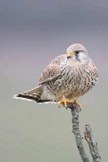 Common Kestrel (Falco tinnunculus) female perched on a branch, North Rhine-Westphalia, Germany