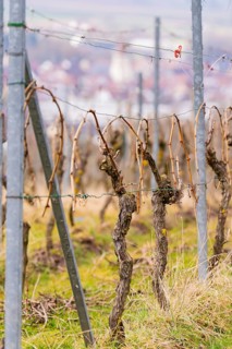 Close-up of vines in a vineyard against a blurred landscape in the background, Großbottwar,