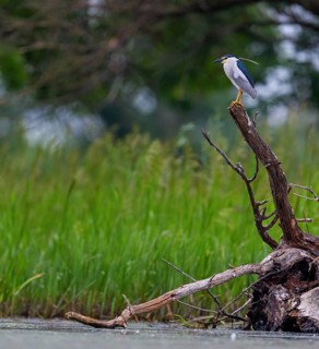 Black-crowned black crowned night heron (Nycticorax nycticorax), Bihoreau gris, HÈron bihoreau,