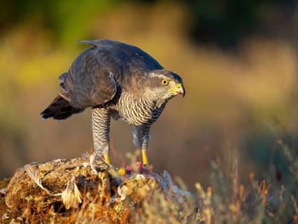 Northern northern goshawk (Accipiter gentilis), Autour des palombes, Hides De Calera / Goshawk