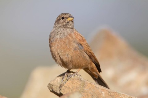 House Bunting (Emberiza sahari) female, Morocco