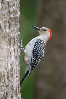 Red-bellied Woodpecker (Melanerpes carolinus) female, Florida, USA