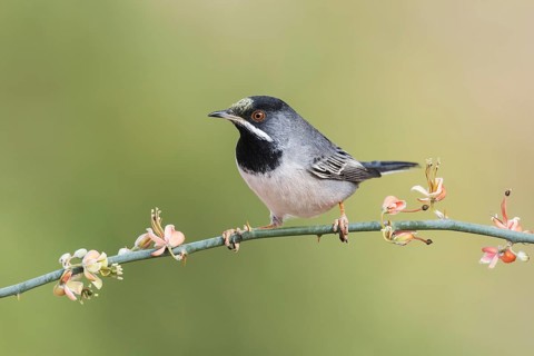 Rüppell's Warbler (Sylvia ruppeli) male, Eilat, Israel