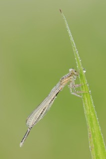 White-legged damselfly (Platycnemis pennipes), female, North Rhine-Westphalia, Germany
