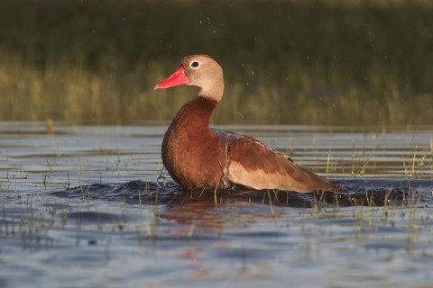 Black-bellied Whistling Duck (Dendrocygna autumnalis) bathing, Texas, USA