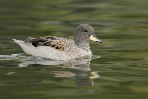 Yellow-billed Teal (Anas flavirostris), Arizona, USA