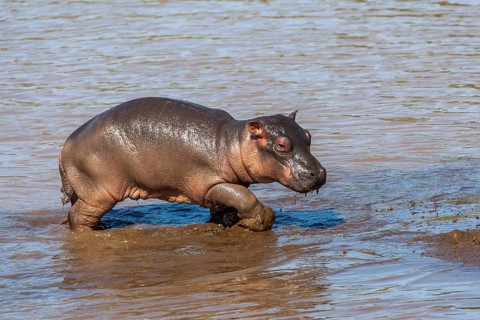 Young hippopotamus (Hippopotamus amphibius) juvenile, Africa, Kenya, Masai Mara