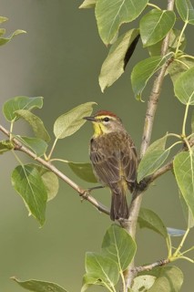 Palm Warbler (Setophaga palmarum palmarum), Saskatchewan, Canada