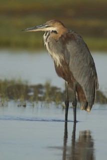 Goliath Heron (Ardea goliath), Ethiopia
