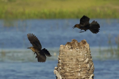 Boat-tailed Grackle (Quiscalus major) at nest, Florida, USA