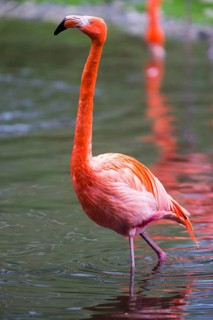 American or Caribbean Flamingo (Phoenicopterus ruber ruber), adult bird, found in the Caribbean and