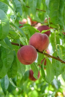 Peach (Prunus persica 'Maura'), Baum- und Rebschule Schreiber KG, Federal Republic of Germany