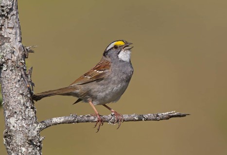 White-throated Sparrow (Zonotrichia albicollis) singing, Michigan, USA