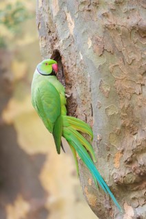 Rose-ringed Parakeet (Psittacula krameri) male at nesting hole, Hesse, Germany