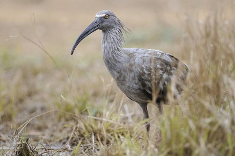 Plumbeous Ibis (Theristicus caerulescens) foraging, Pantanal, Brazil
