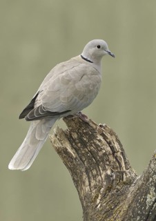Eurasian Collared Dove (Streptopelia decaocto), Canada