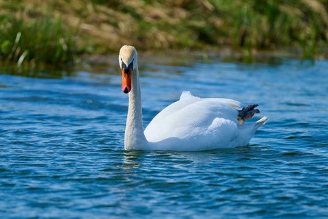 An elegant swan swims on calm water in a natural environment, Mute Swan (Cygnus olor), spring, bird