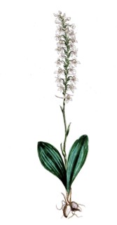 Ulmus campestris, field elm, digital reproduction of a historical model, between 1790 and 1810