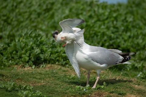 Herring gull (Larus argentatus) adult seagull bird carrying a Common tern (Sterna hirundo) juvenile