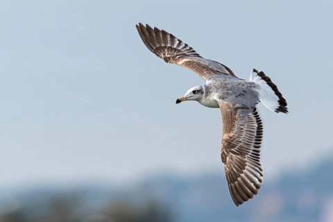 Herring gull, (Ichthyaetus ichthyaetus) Syn: (Larus ichthyaetus), Animals, Birds, Gulls, Seagull,