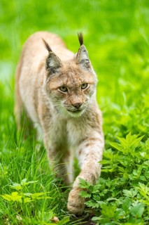 Eurasian lynx (Lynx lynx) walking through the grass, Bavaria, Germany, Europe the grass, Bavaria,