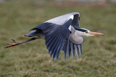 Grey Heron (Ardea cinerea) flying, Netherlands