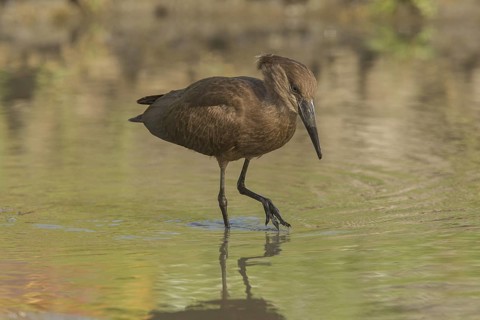 Hamerkop (Scopus umbretta), Gambia