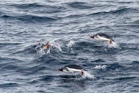 Gentoo penguins (Pygoscelis papua), three animals swimming through the waves, dolphin swimming,