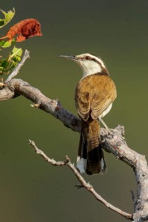 Bicolored Wren (Campylorhynchus griseus) perched on a branch in the grasslands of Guyana