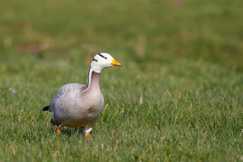 Bar-headed Goose (Anser indicus), Netherlands