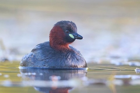Little Grebe (Tachybaptus ruficollis), North Rhine-Westphalia, Germany