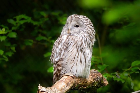 Ural owl (Strix uralensis) sitting on a branch, Bavaria, Germany