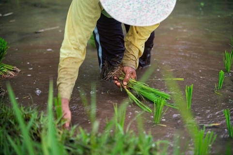 Close-up of a farmer's hands planting rice seedlings in a watery field in Indonesia. The image