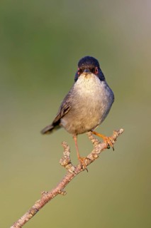 Velvet-headed warbler, (Sylvia melanocephala), warbler family, biotope, habitat, perch, foraging,