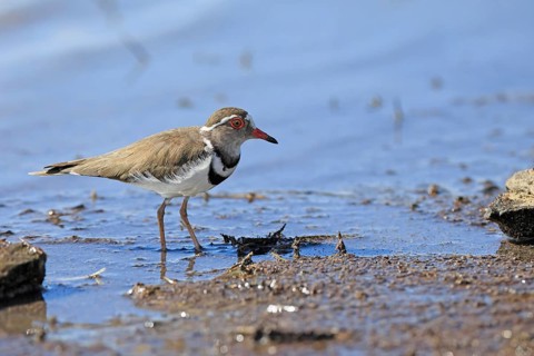 Little Ringed Plover (Charadrius tricollarius), adult, in the water, in the mud, foraging, Mountain