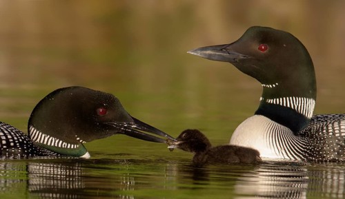 Great Northern Loon (Gavia immer) pair with chick, British Columbia, Canada