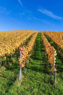 Vineyard in autumn with yellow vines under a clear blue sky, Strümpfelbach, Rems Valley,