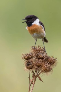 European Stonechat (Saxicola rubicola) male perched on a branch, Poland
