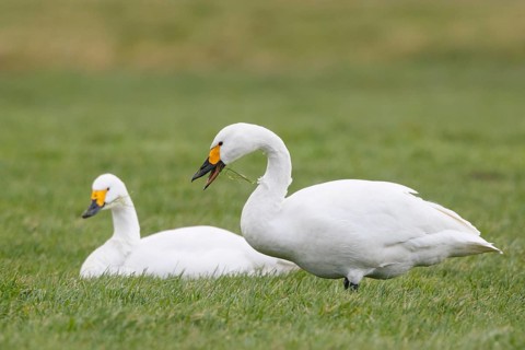 Tundra Swan (Cygnus columbianus bewickii), Netherlands