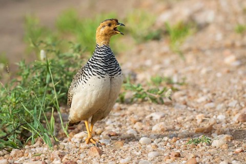 Coqui Francolin (Peliperdix coqui) male, Serengeti, Tanzania