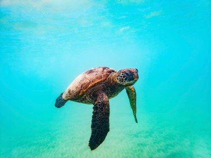 Sea turtle (Chelonia mydas), underwater, Galapagos, Ecuador