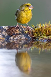 European Greenfinch (Chloris chloris) male at a waterhole, Castile and Leon, Spain